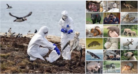 US dairy cows are tip of the iceberg as bird flu spreads in mammals globally, says ecologist