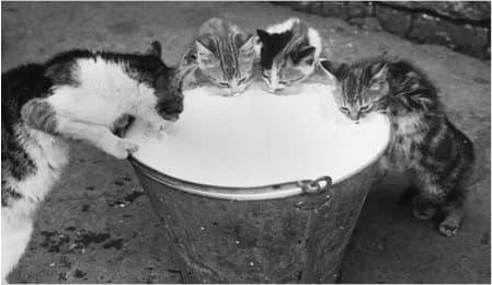 Cats died after drinking raw milk from bird flu-infected cows