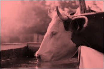 Heat stress in livestock causes drop in milk production by 4%