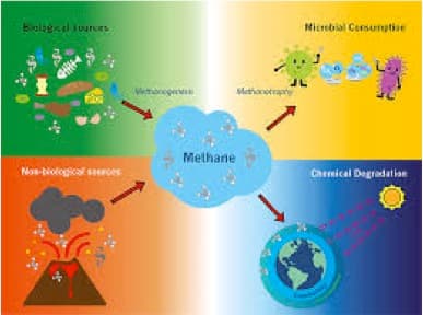 Microbes, not fossil fuels, produced most new methane
