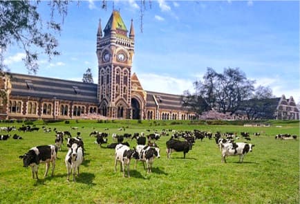 New Cow's Milk Substitute May Impact New Zealand Dairy