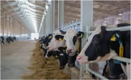 Cows with non GMO A2A2 genes at Sharjah Dairy farm