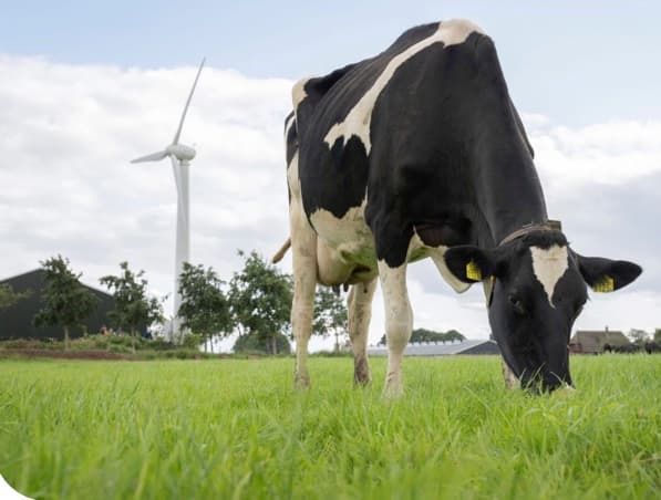FrieslandCampina dairy farmers receive over 245 million euros as sustainability premiums