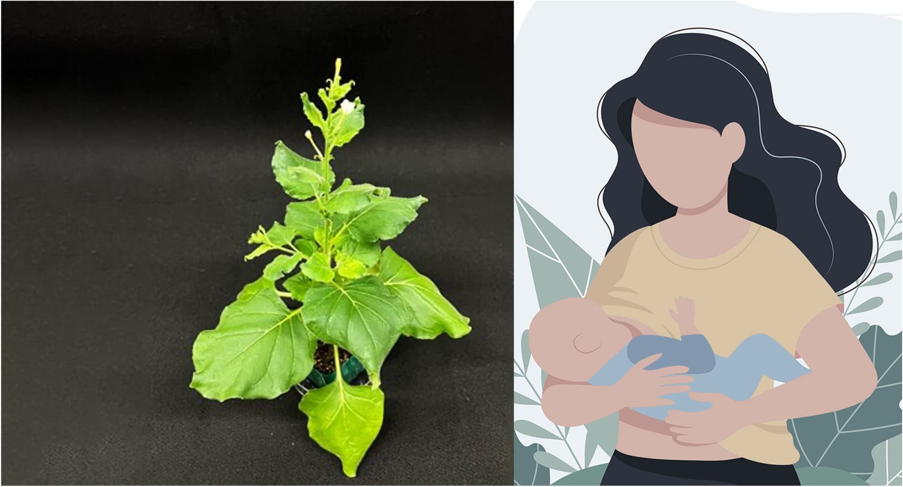 Tobacco-like plant engineered to pump out nutrients found in breast milk