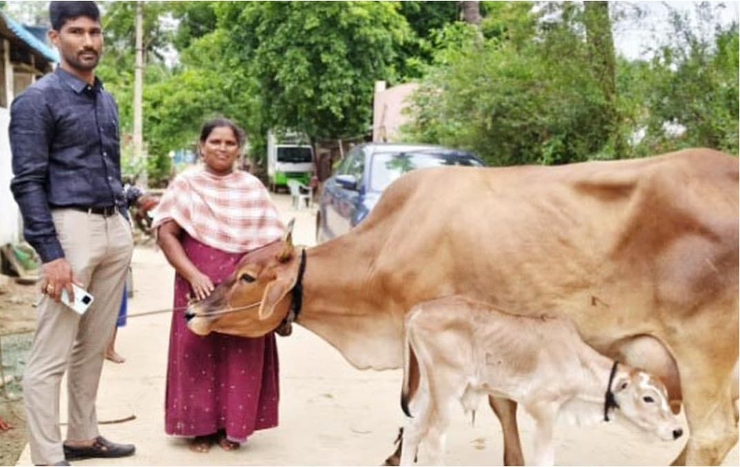 Jersey cow delivers an Ongole breed calf in Annamayya district