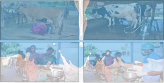 Aavin milk procurement to touch 40 lakh litres per day soon: Dairy min