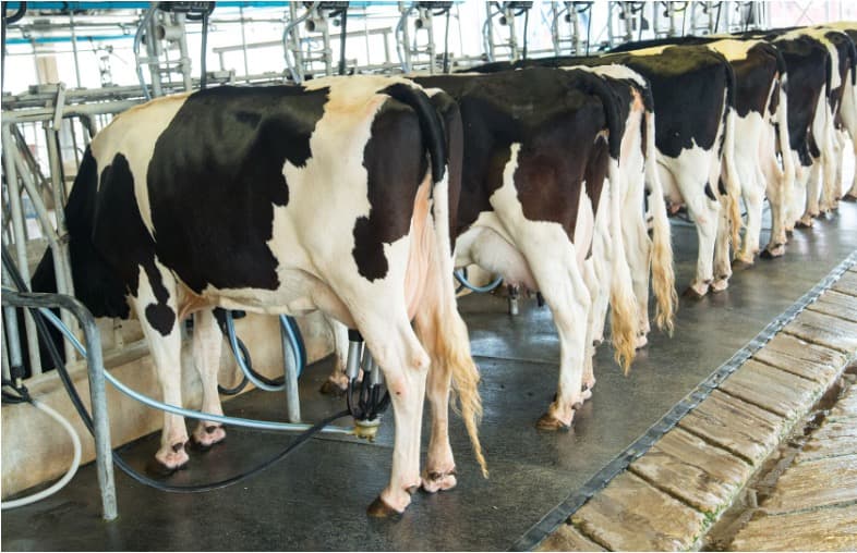 Revolutionary technology used for dairy industry training program