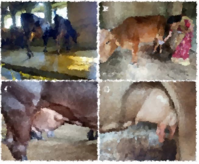 India incurs total loss of around Rs1 lakh crore in livestock diseases