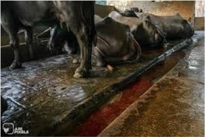 Buffalo Milk will be sold at Rs 89 per liter From Sep1 in Mumbai