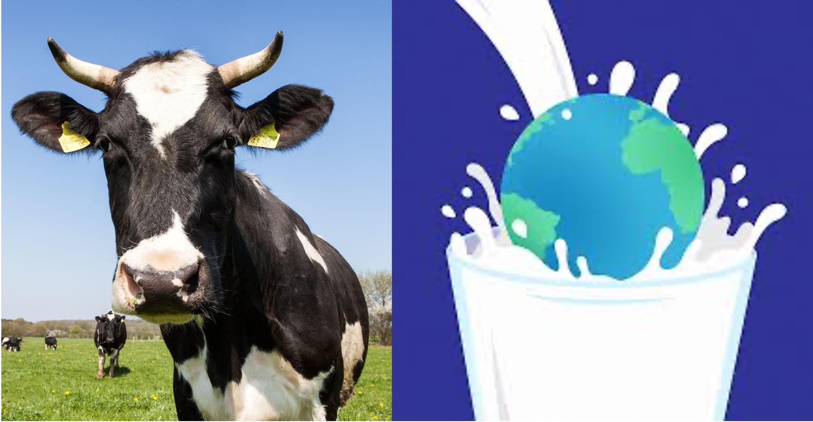 Global milk supplies expected to be stable in second half of 2024