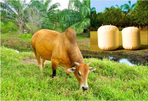 Can India Emerge as a Global Leader in Sustainable Dairy farming?