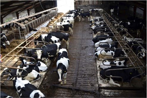 China Targets EU Dairy as Its Milk Industry Struggles