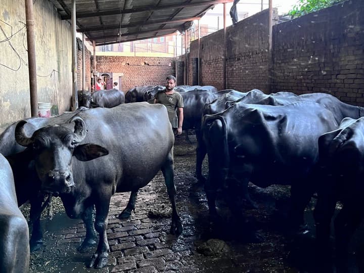 India’s milk industry struggles as the climate changes