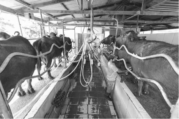 Major Progress in Climate-Resilient Milch Cattle Research