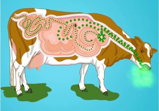 How analyzing cow burps could help reduce dairy emissions