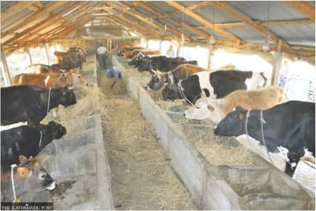 Nepal's Dairy Industry Struggles as Unpaid Dues Rise
