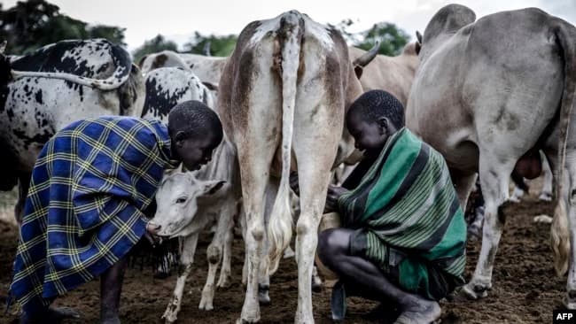 Portable milk pasteurizer for Kenyan, Rwandan dairy farmers