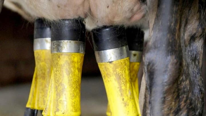 New research into antibiotic resistance on dairy farms
