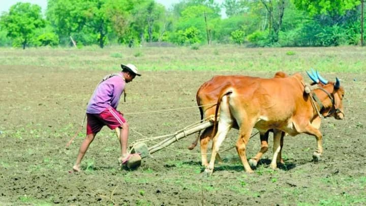 Rs 50 Subsidy for Indigenous Cows Sparks Resentment
