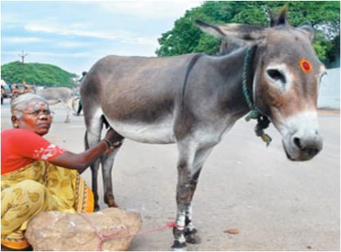Donkey milk ‘business’ leaves investors Rs 100 crore poorer