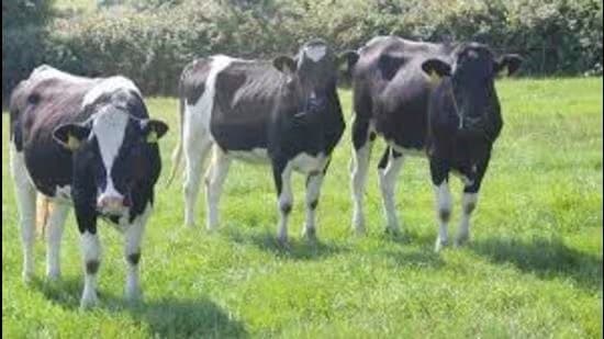 Govt to record milk production of HF cows in 3 districts