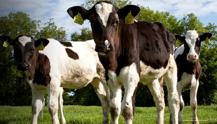 How genetics has changed the science of animal breeding