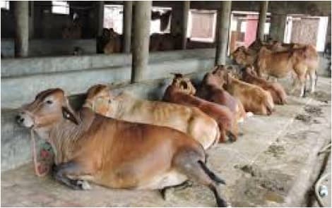 Animal Husbandry Key to India's Economy: Chouhan