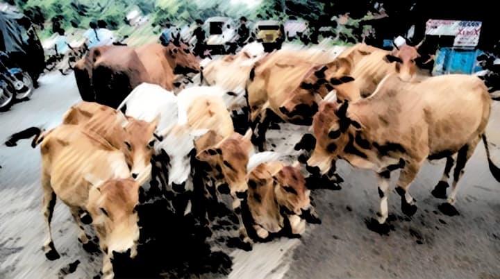 Parliamentary panel suggests giving subsidies to farmers to keep non-milching livestock