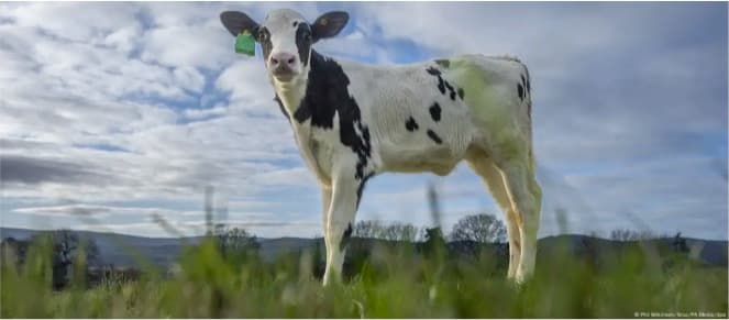 Could an IVF calf help reduce dairy’s global emissions?