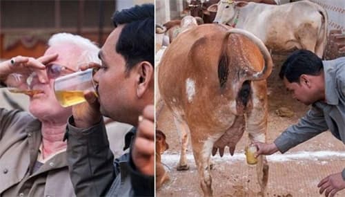 IIT Research-Cow Urine has anti-infective properties