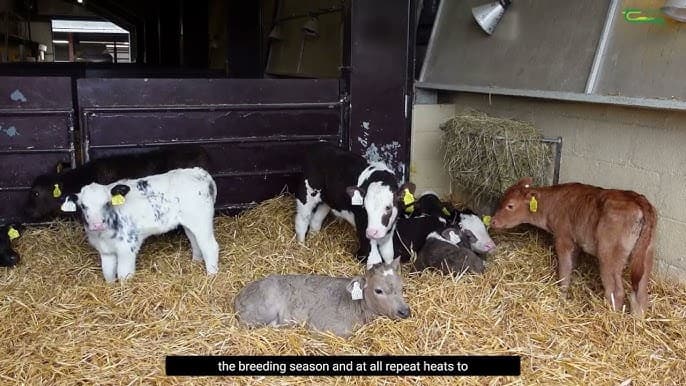 NDDB Dairy Services to deploy 10 sex-sorting machines