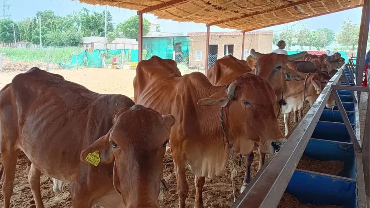 Rajasthan Farmer Builds Rs 17 Crore Organic farm and Dairy