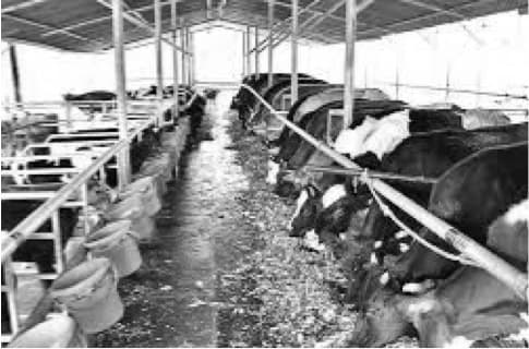 MLC urges CM to announce ₹2 hike in milk subsidy