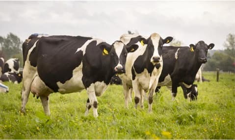 Canada rejects NZ dairy protein ‘dumping’ claim