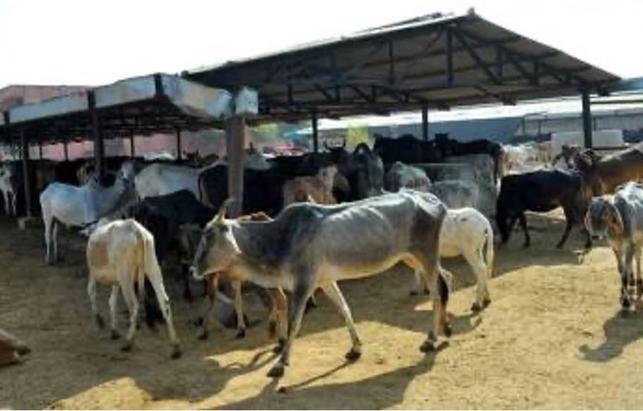 UP govt expands cow protection dairy development initiatives
