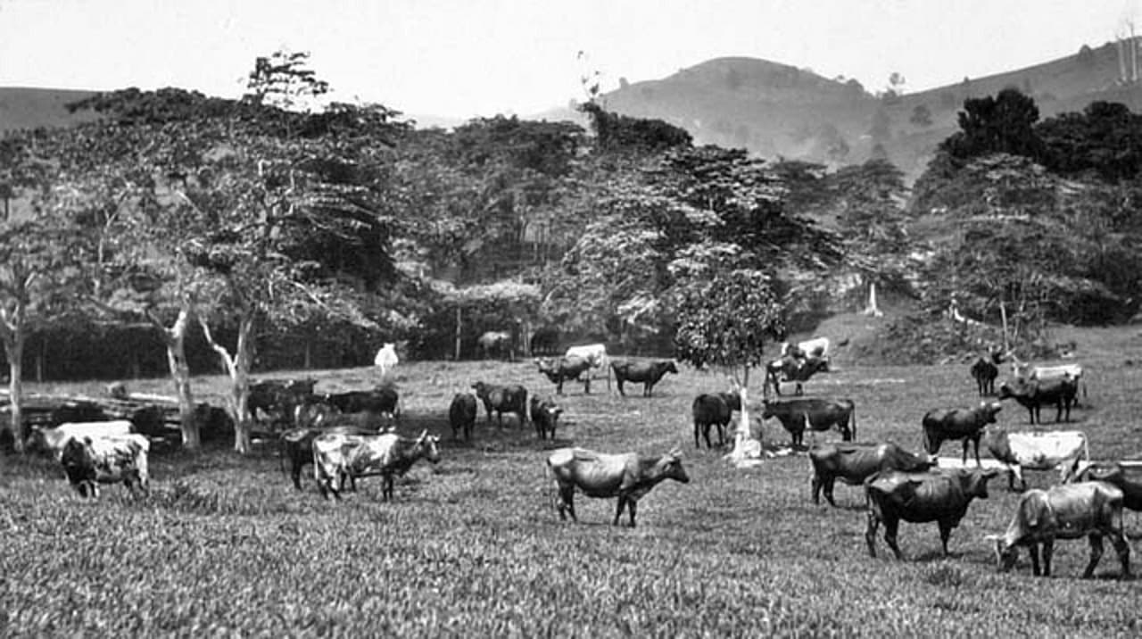 Australia remains among lowest-cost dairy producers