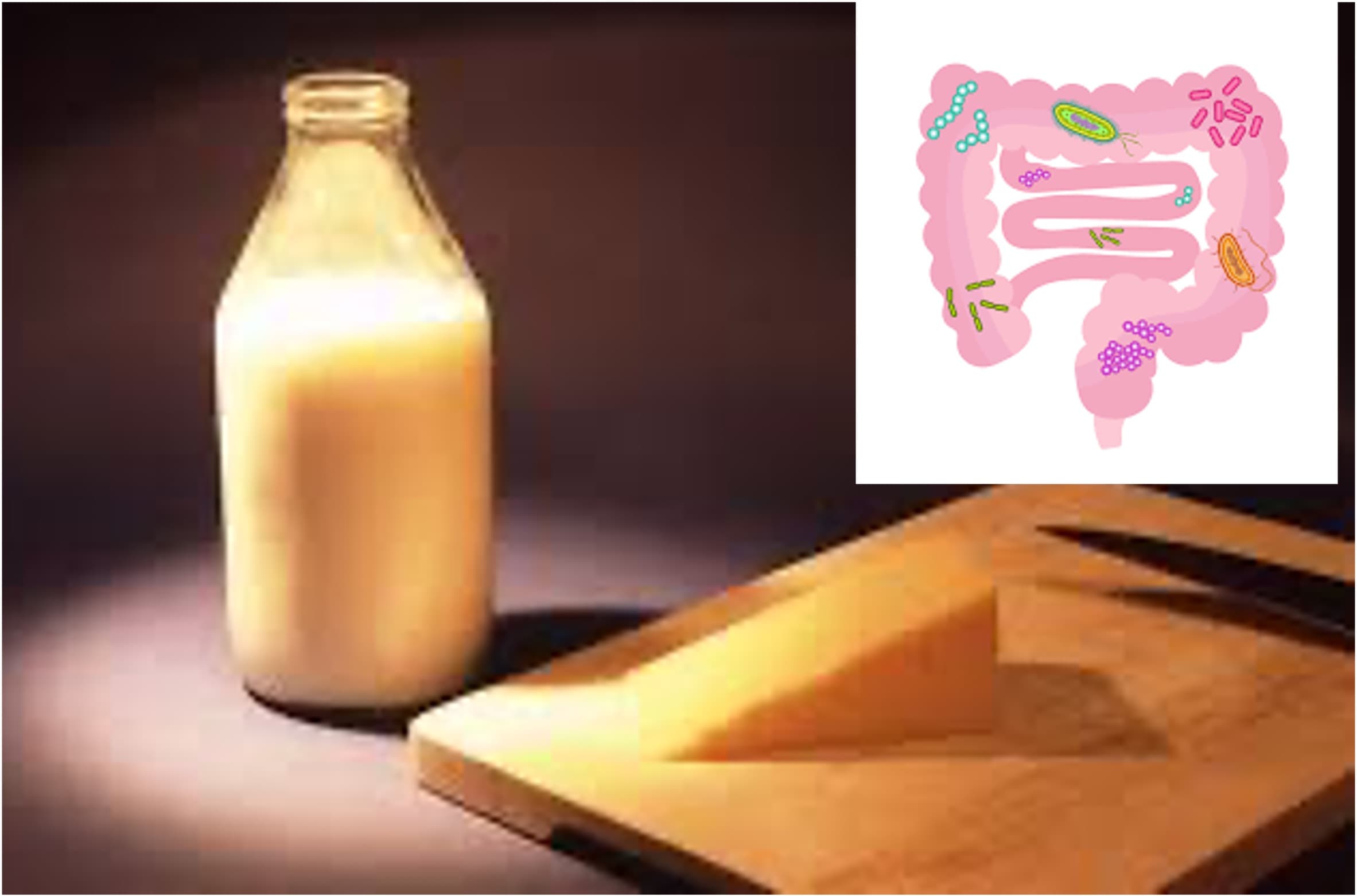 Milk supports gut bacteria; cheese shifts microbiome