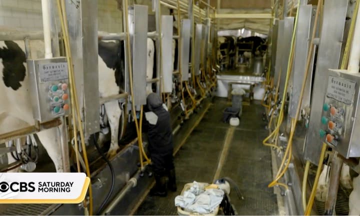 Undocumented workers support America's dairy industry