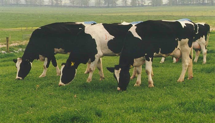 Choosing the right cows for breeding-Teagasc