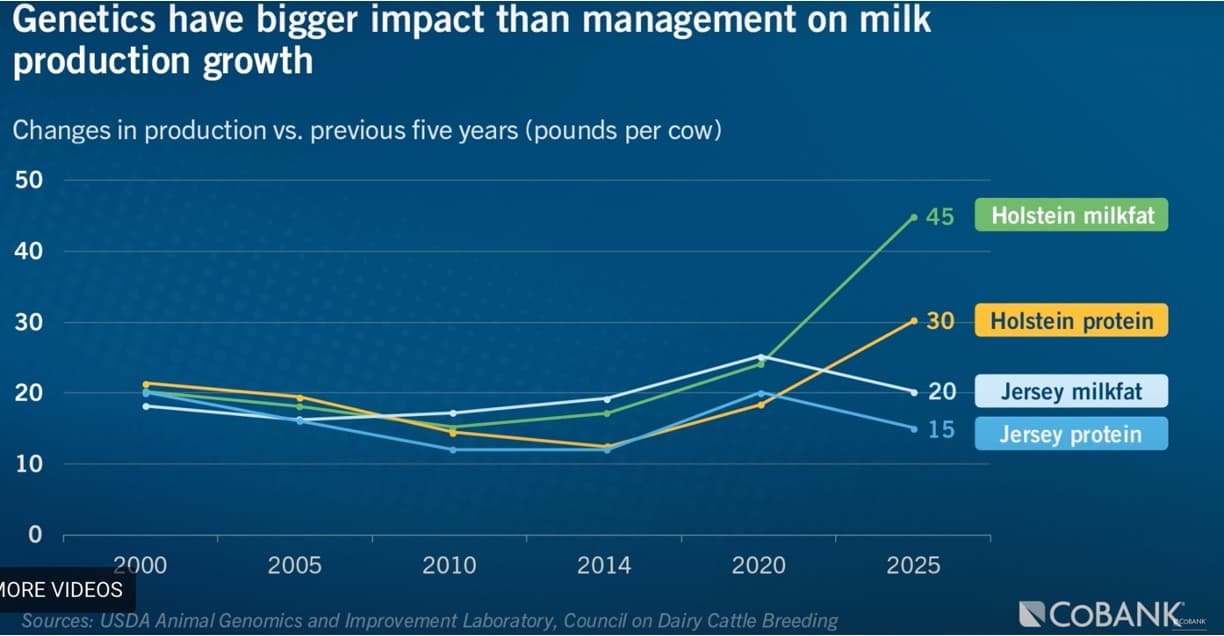 Dairy producers leverage genetics to optimize milk composition for processing
