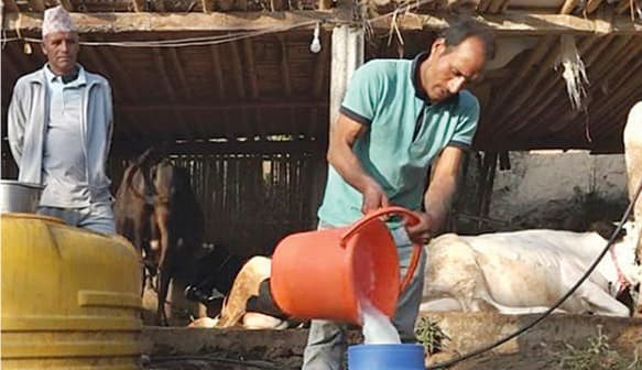 Illegal imports from India prevent fair milk price in Nepal