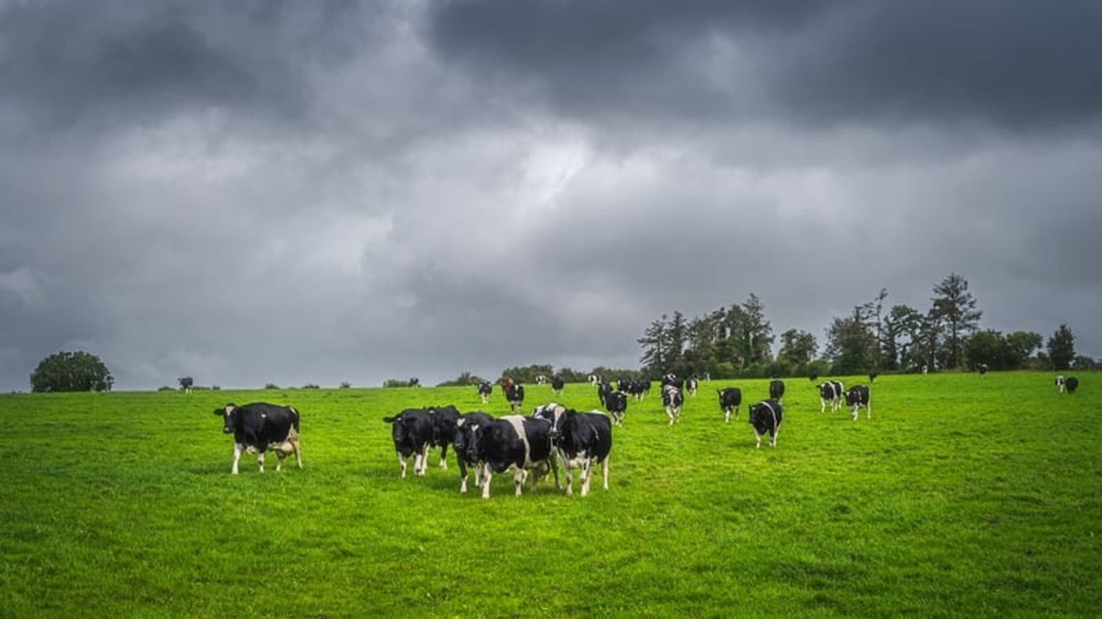 Irish dairy farmers can 'no longer absorb' cost
