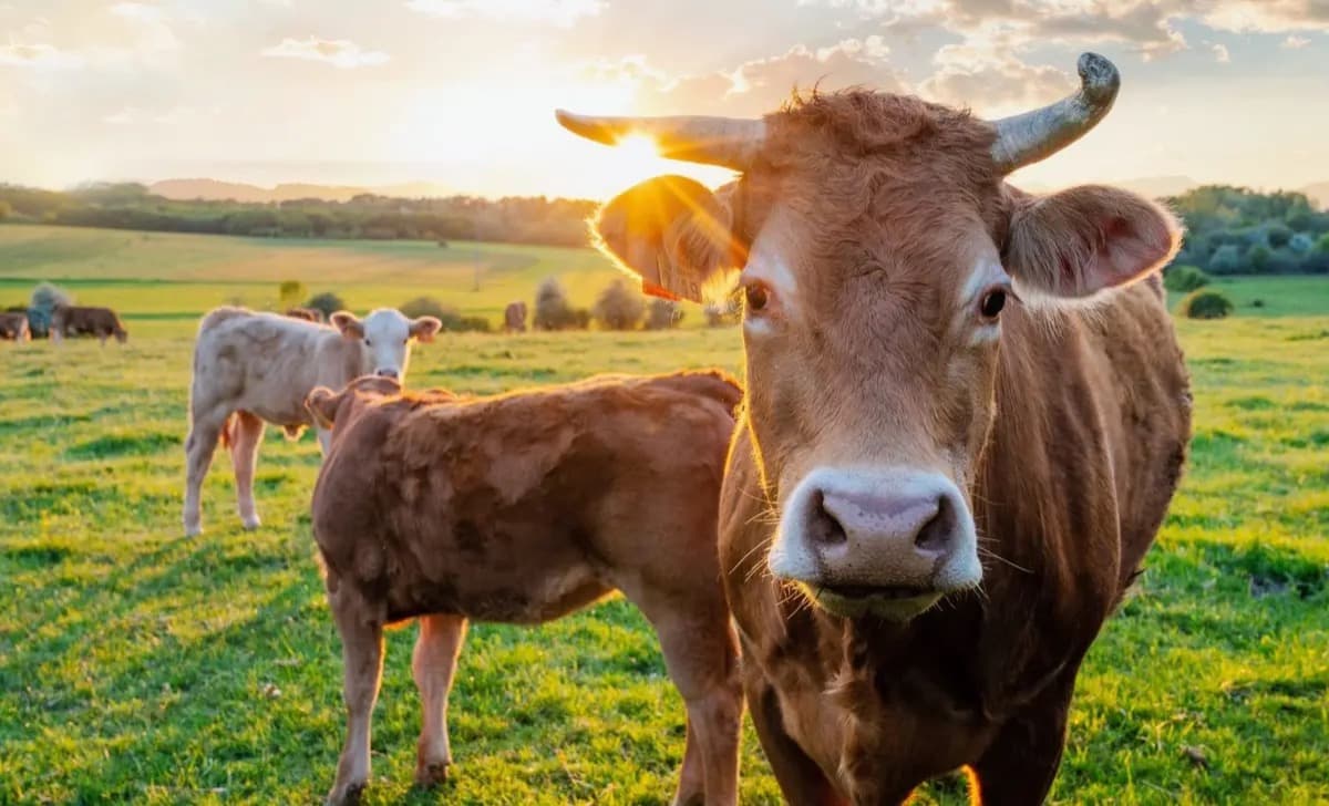 Rising Heat Could Cut Milk Yields by 30%