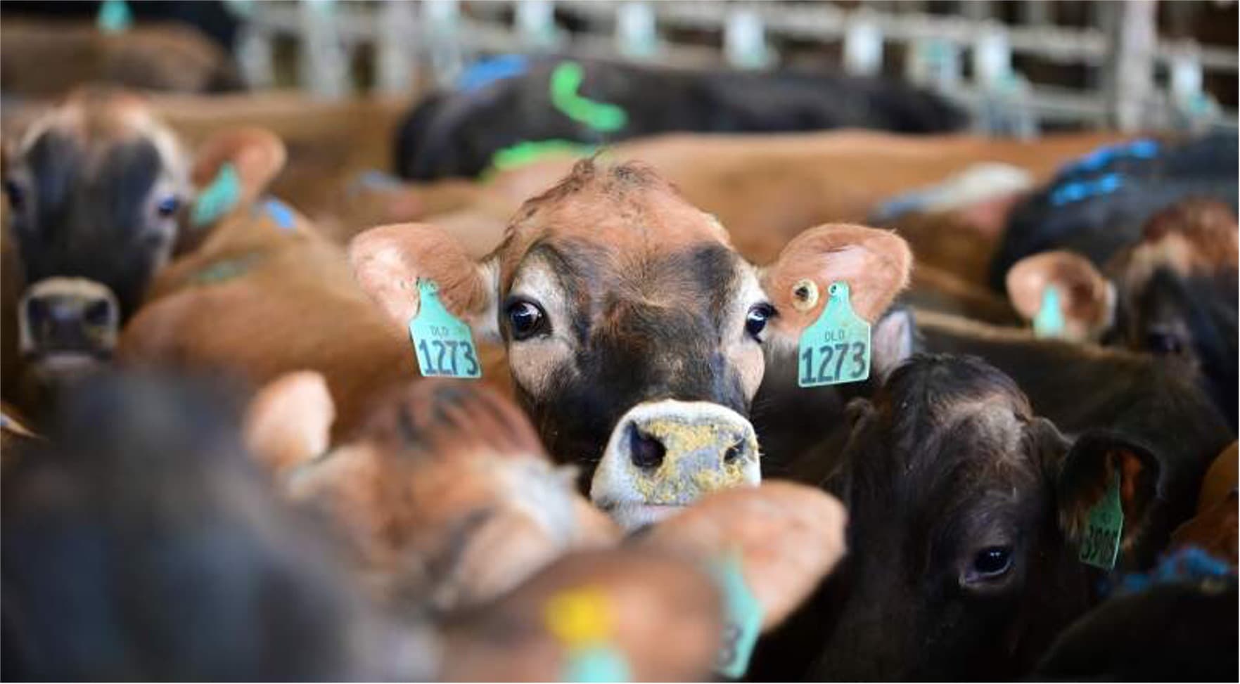 Dairy’s Acceleration in Butterfat and Protein Production