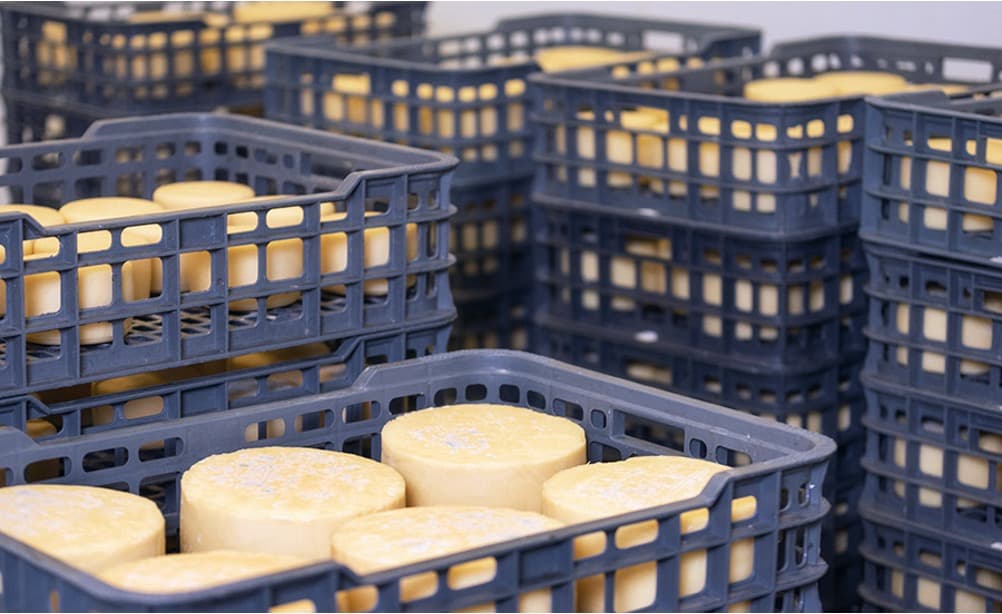 U.S. Dairy Steady Despite Tariff Pause