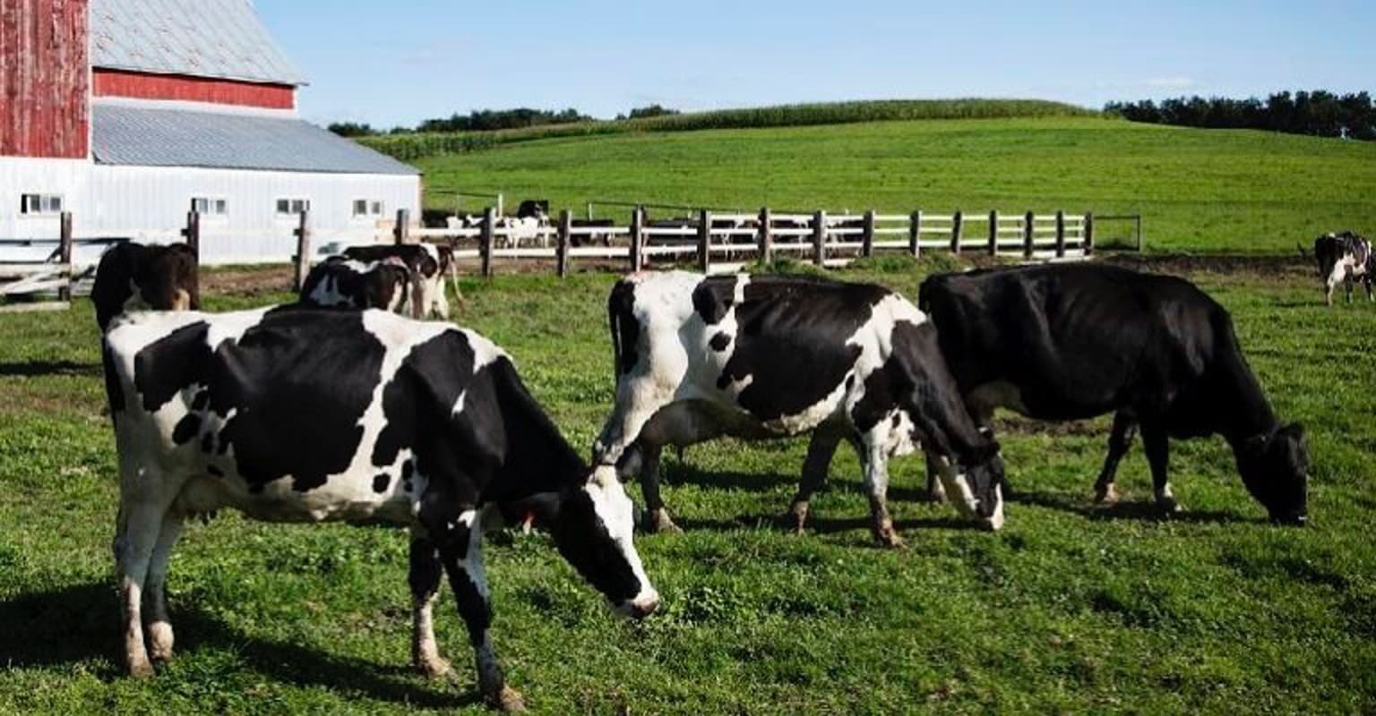 The dairy industry’s supply and demand outlook