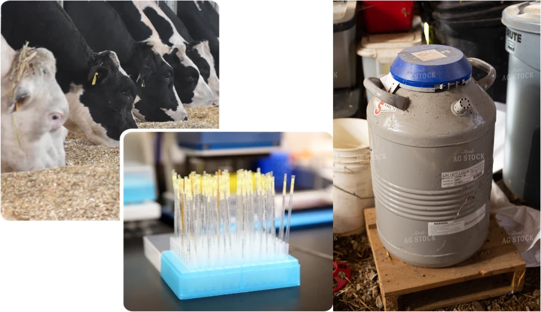 U.S. Livestock Breeders Hit Hard by China Tariffs