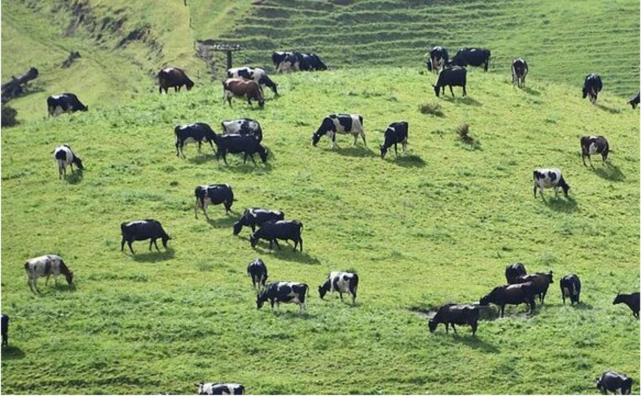 Grass-Based Feeding Strategies Enhance Dairy Sustainability