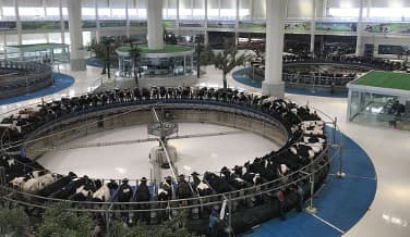 China’s Milk Output Falls Amid Shifting Consumer Tastes