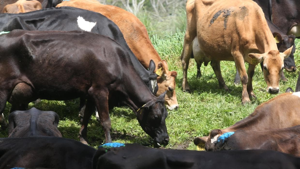 Dairy prices on fire in recent global trade auction-will it last?